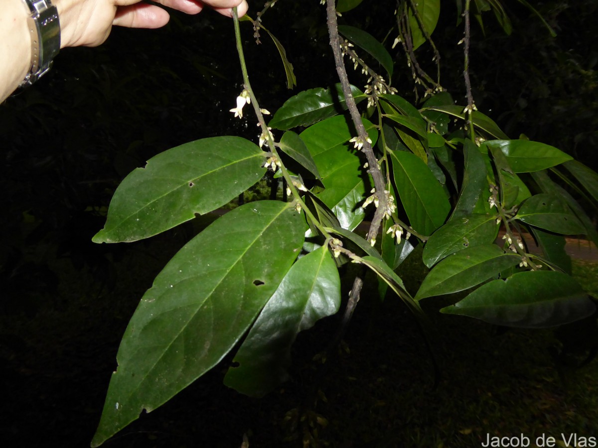 Diospyros walkeri (Wight) Gürke